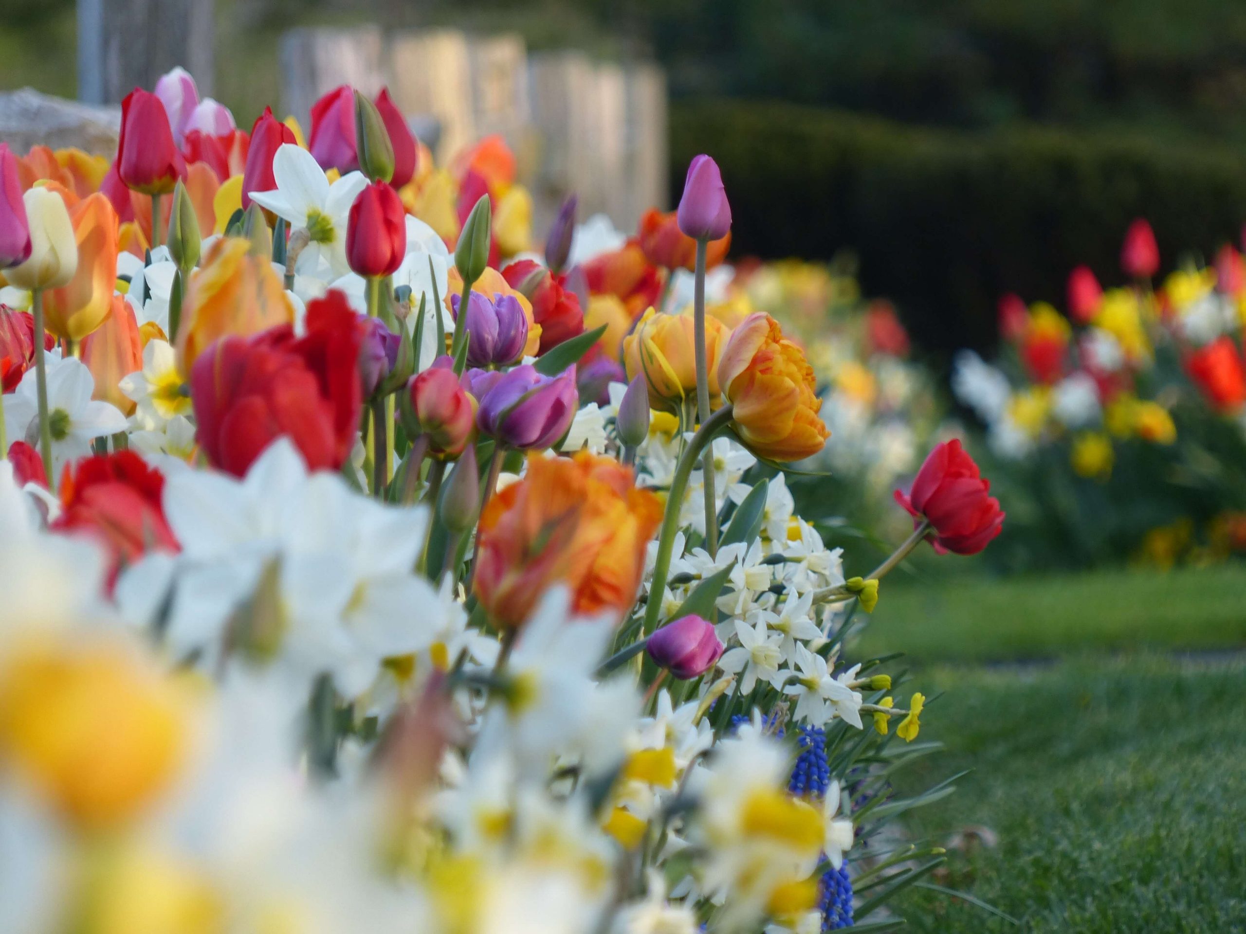Blumenmeer